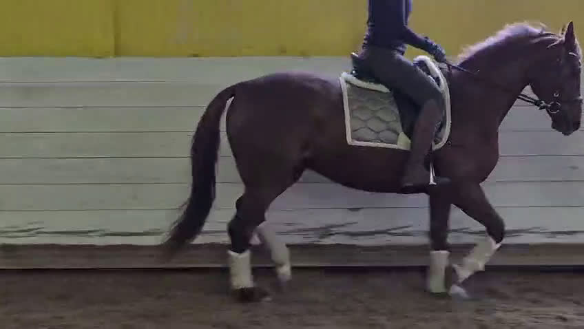 Allround hästar till salu: Stor häst i litet format  i Ljungbyhed - Video 3