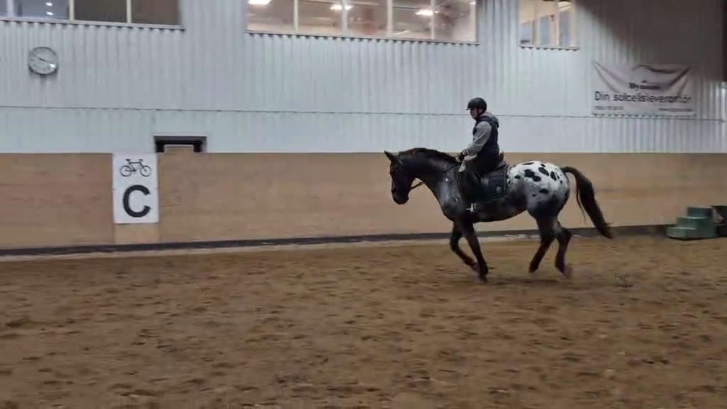  medryttarhäst sökes: Medryttare finnes! - Video 4