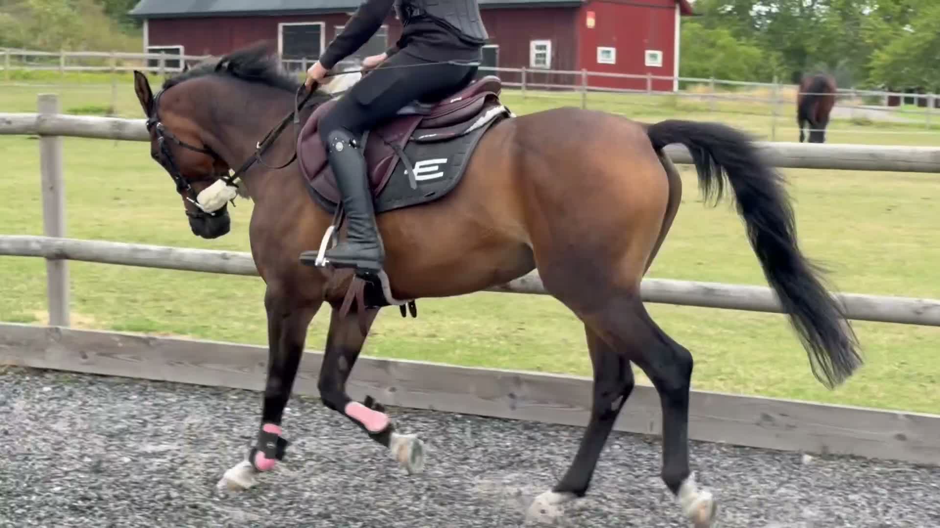 Allround hästar till salu: Allround ponny i Gamleby - Video 2