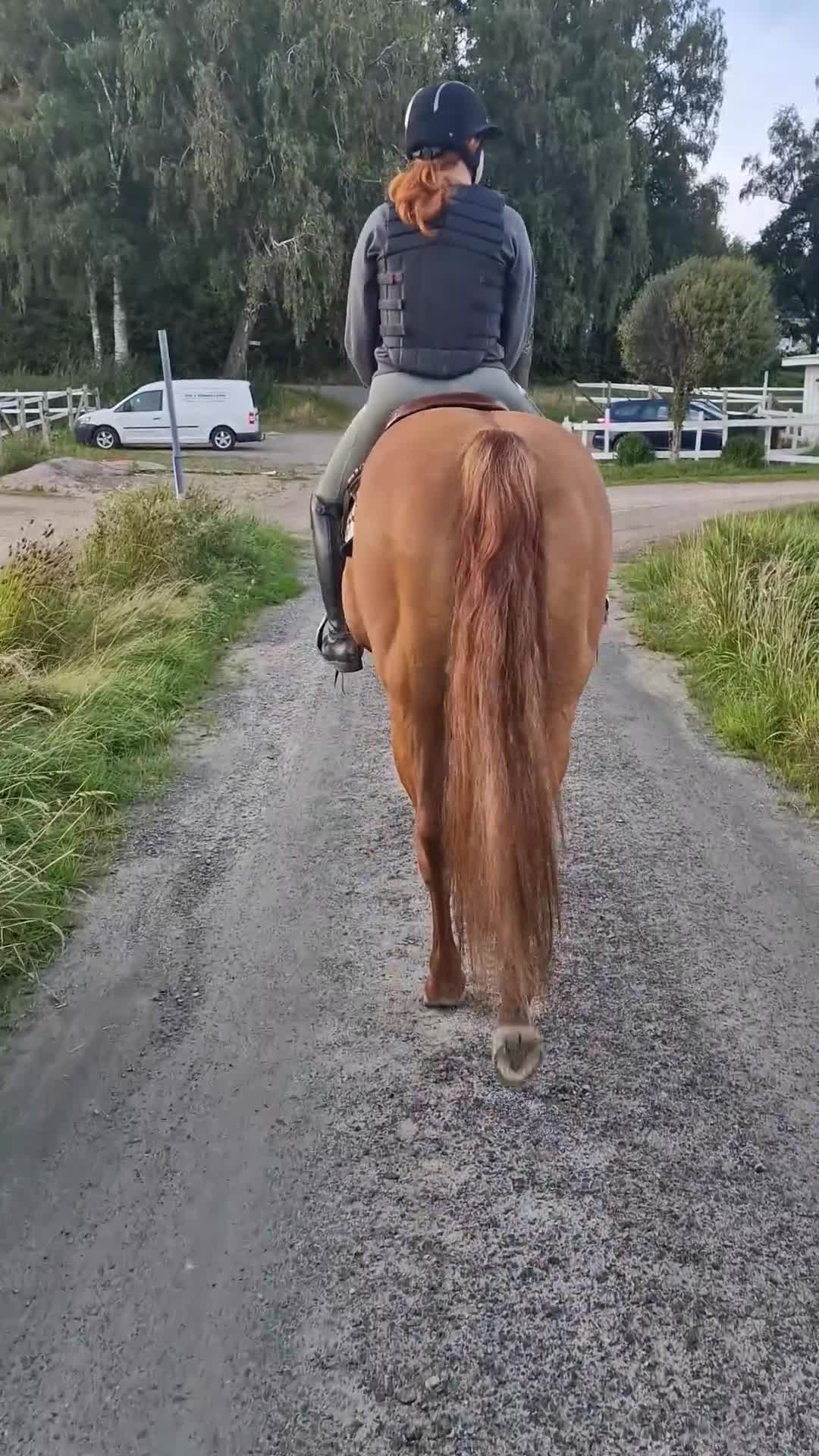 Allround hästar till salu: Vackert quarter-sto - Video 2