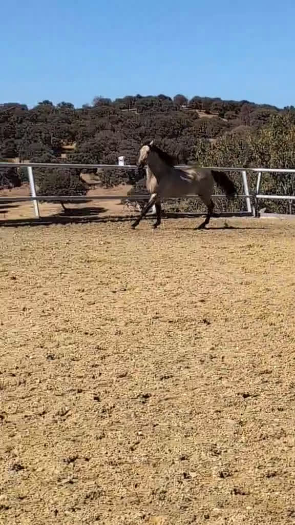 Akademiskt hästar till salu: Fin PRE hingst i Uppsala - Video 1