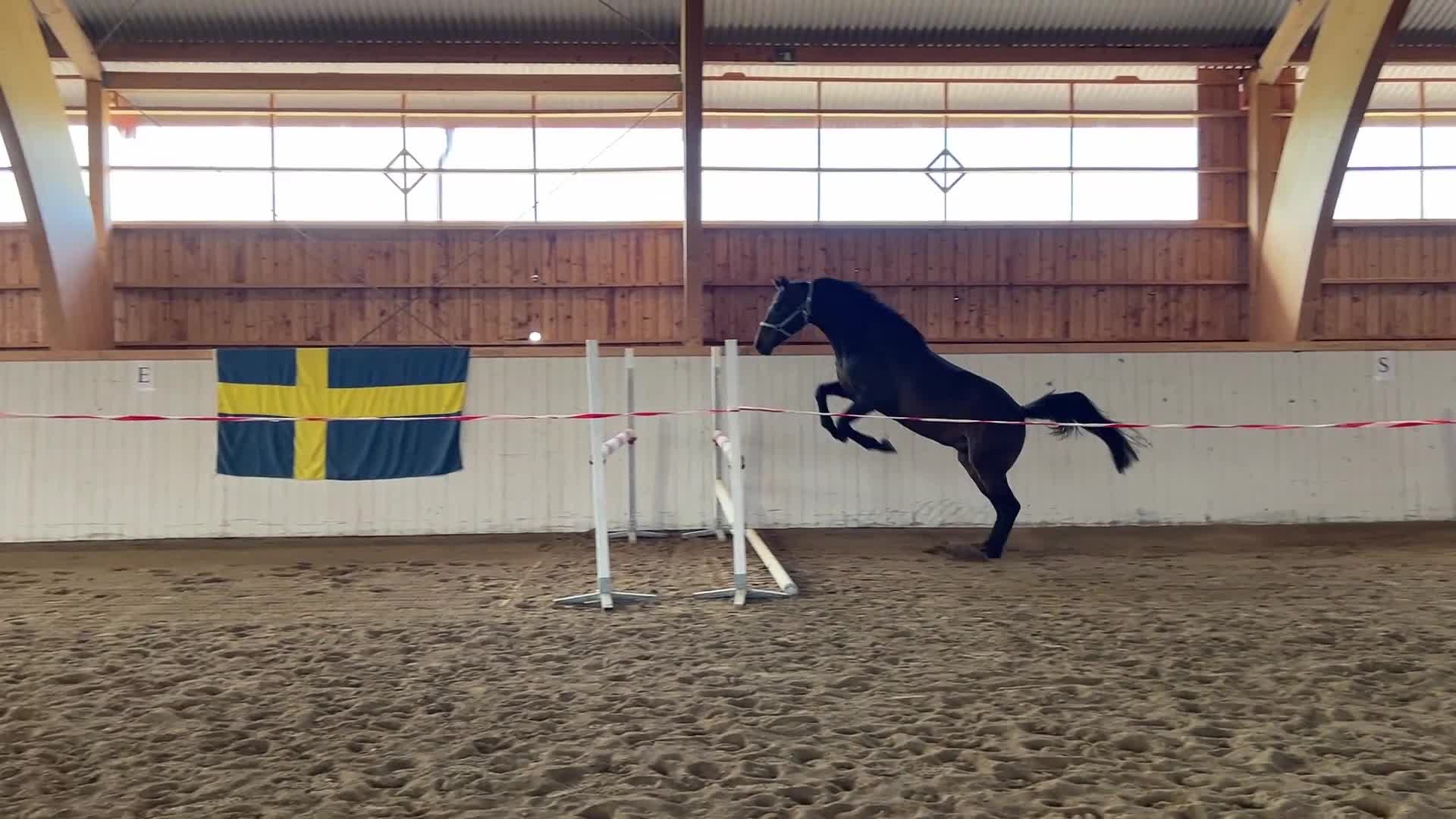 Hoppning hästar till salu: Lovande 4 åring - Video 1