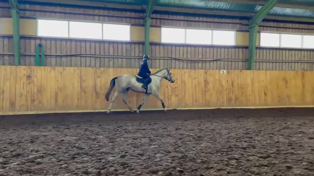 Hoppning hästar till salu: 3 årig SWB  - Video 1