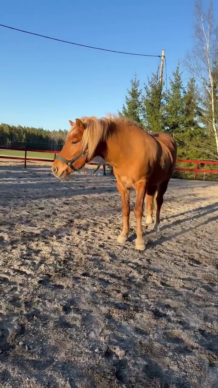 Island hästar till salu: Finaste killen - Video 3