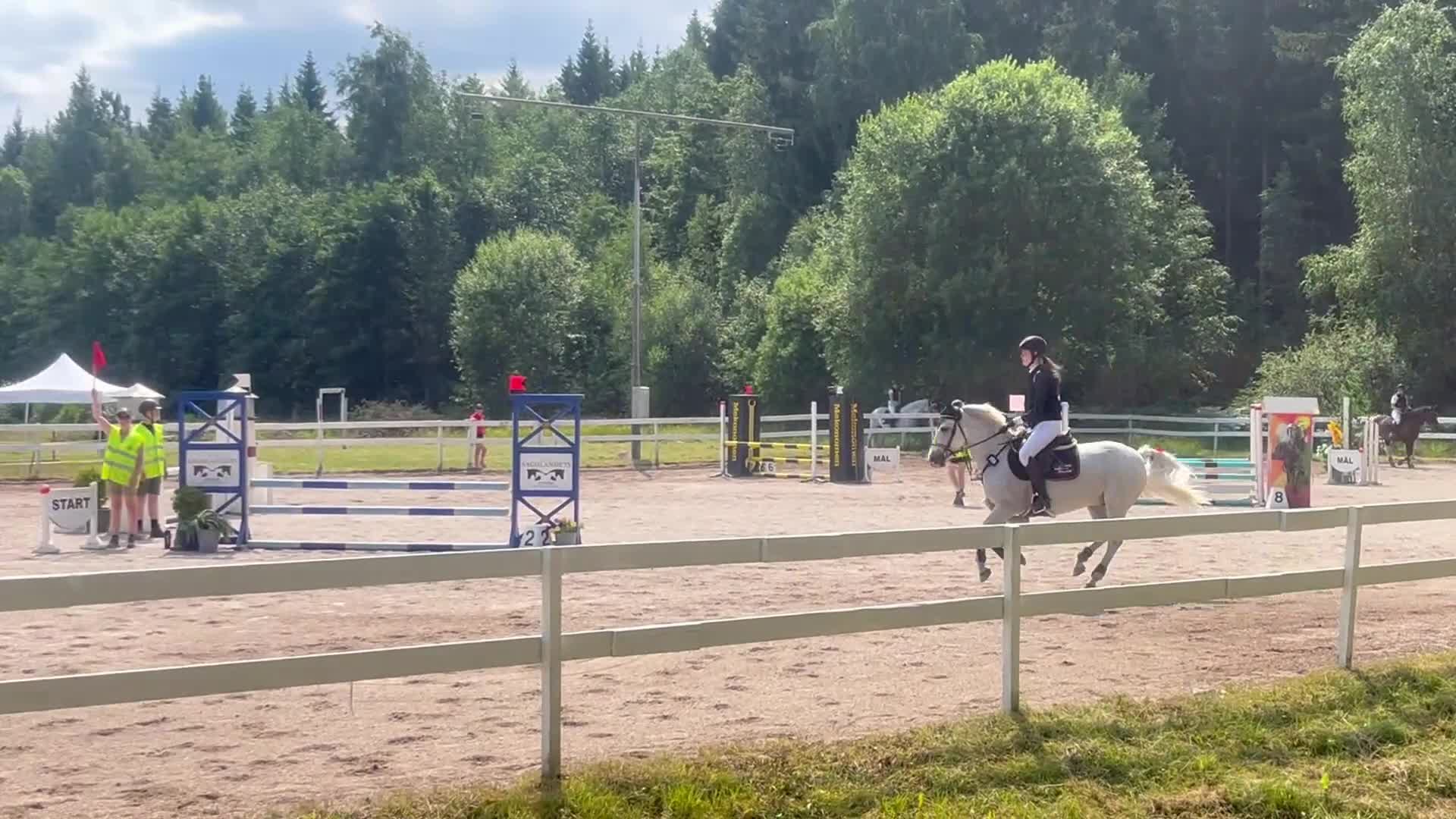 Allround hästar till salu: Snäll ponny för alla grenar - Video 3