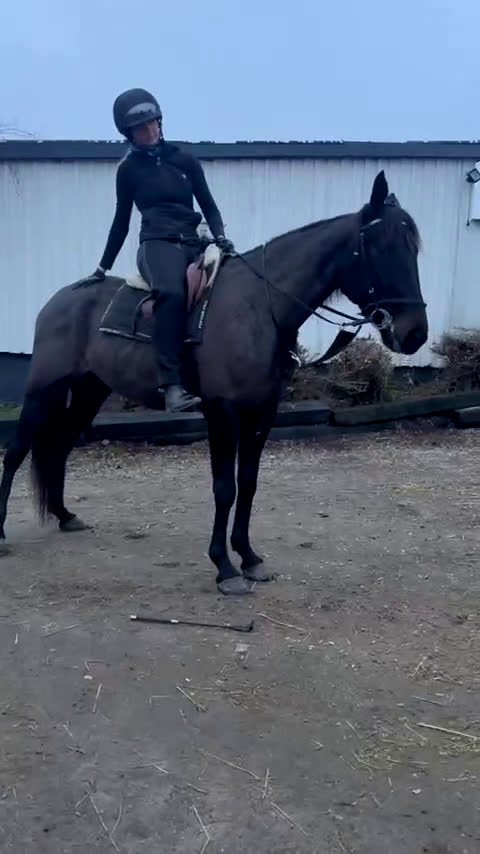 Allround hästar till salu: Världens snällaste tjej  i Blentarp - Video 1