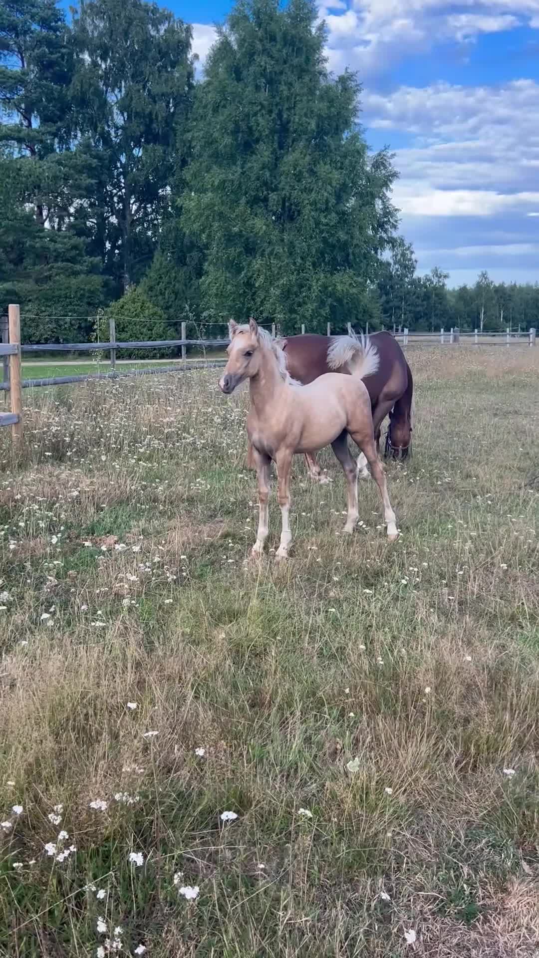 Allround hästar till salu: Guldponnyn!  i Tidaholm - Video 3