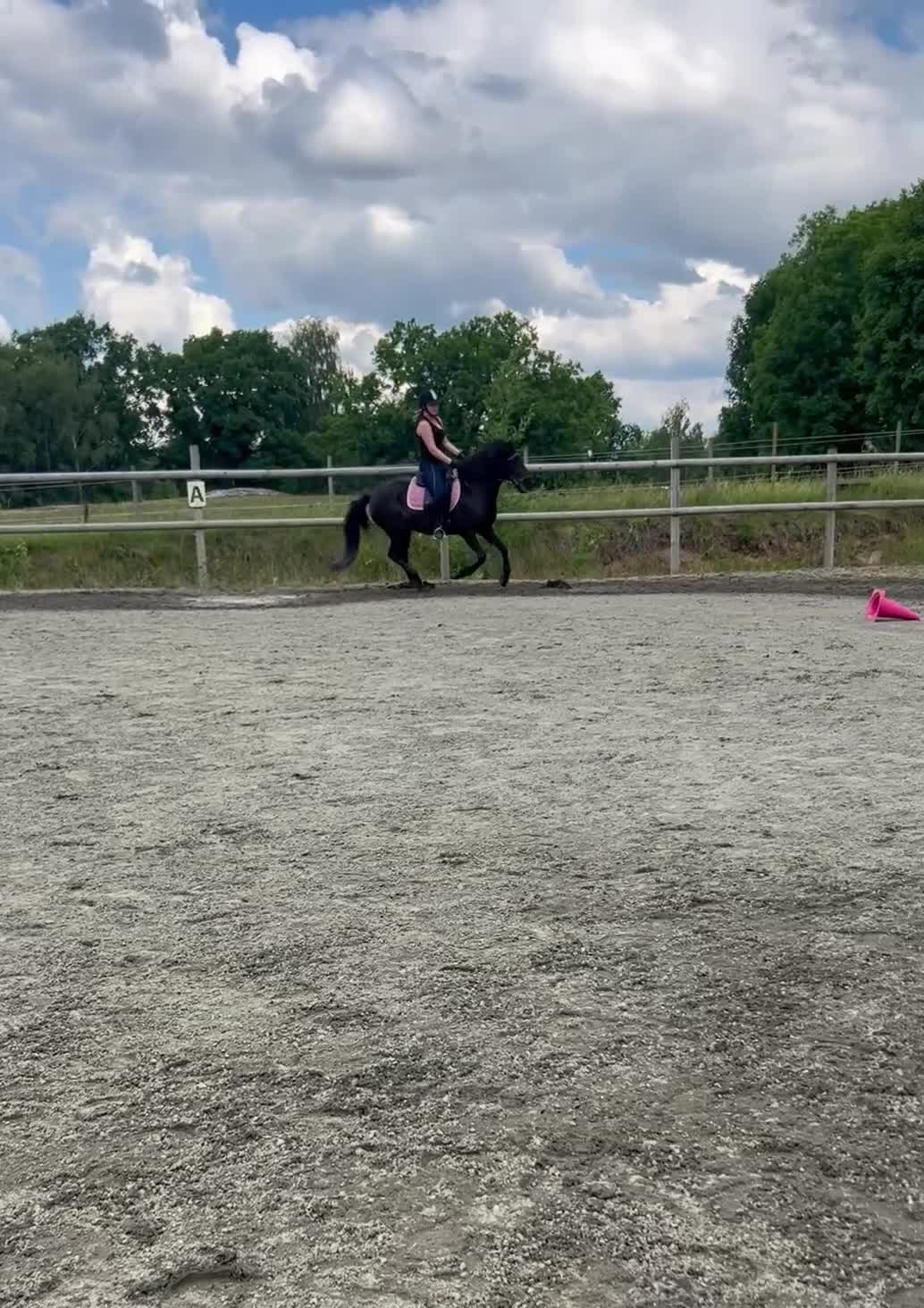 Island hästar till salu: Världens finaste Lokkadis! - Video 1