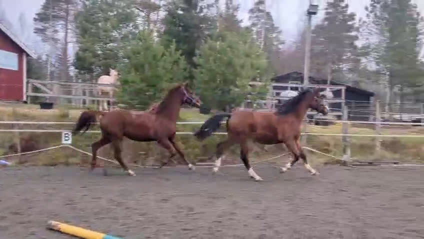 Dressyr hästar till salu: Mycket lovande 1 åring! (Snart 2 år) i Tenhult - Video 1