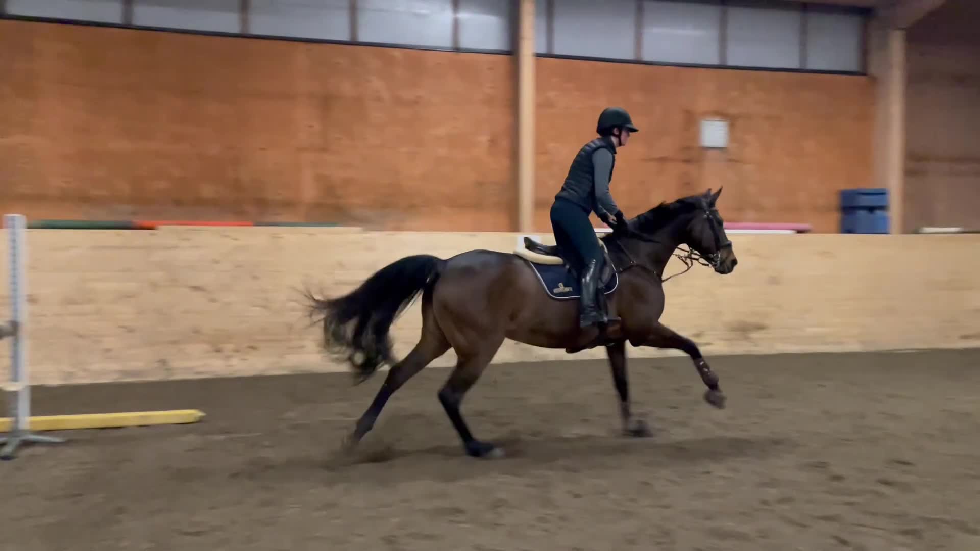 Hoppning hästar till salu: Snäll allroundhäst - Video 4