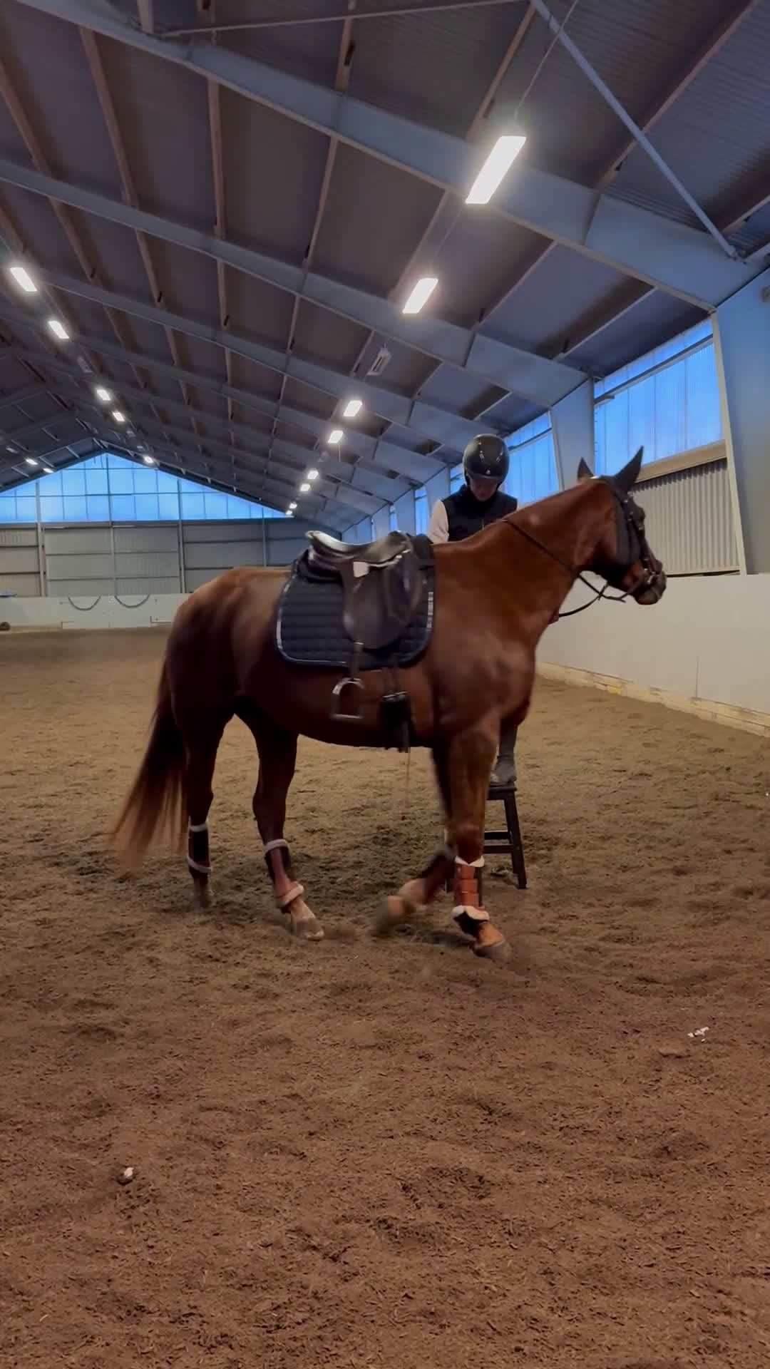 Dressyr hästar till salu: Oslipad diamant för den mycket erfarna ryttaren.  i Åkarp - Video 2