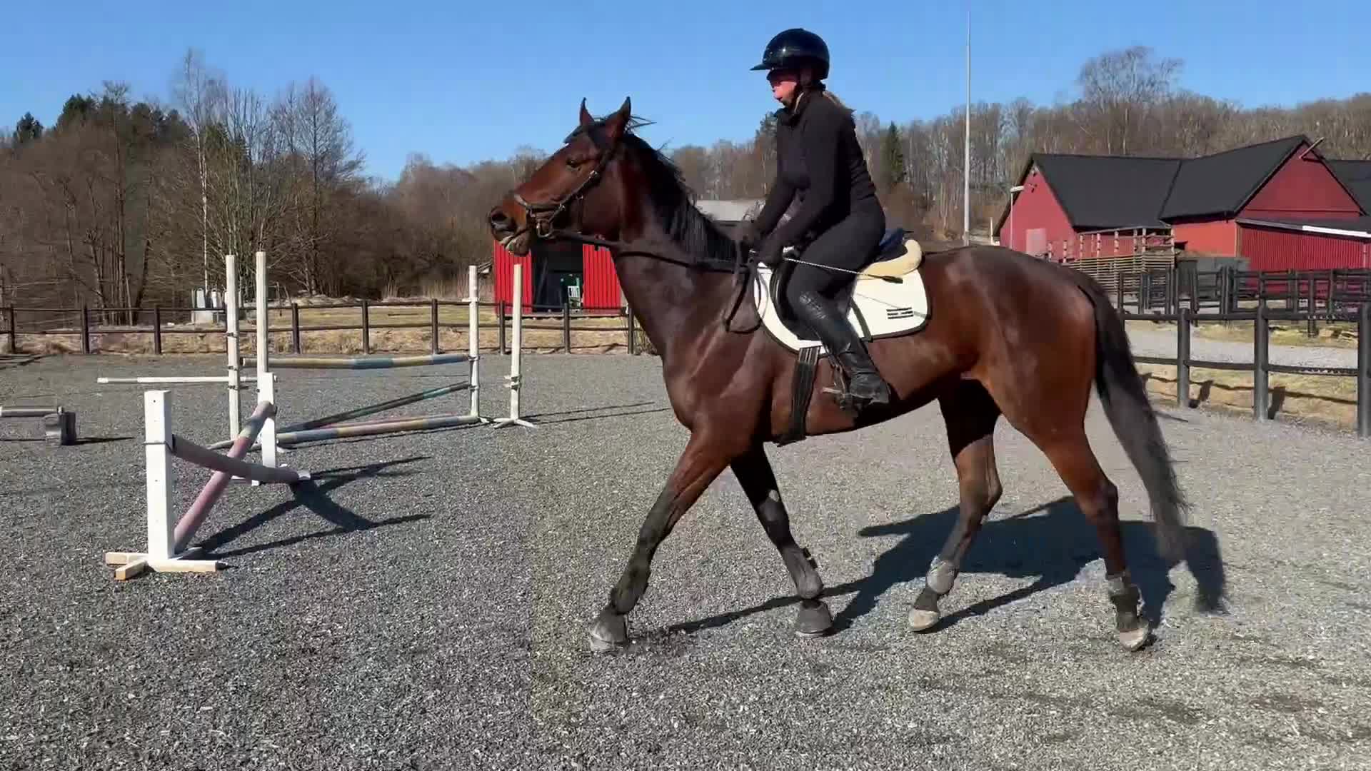 Allround hästar till salu: Underbart sto som du kan forma själv - Video 4