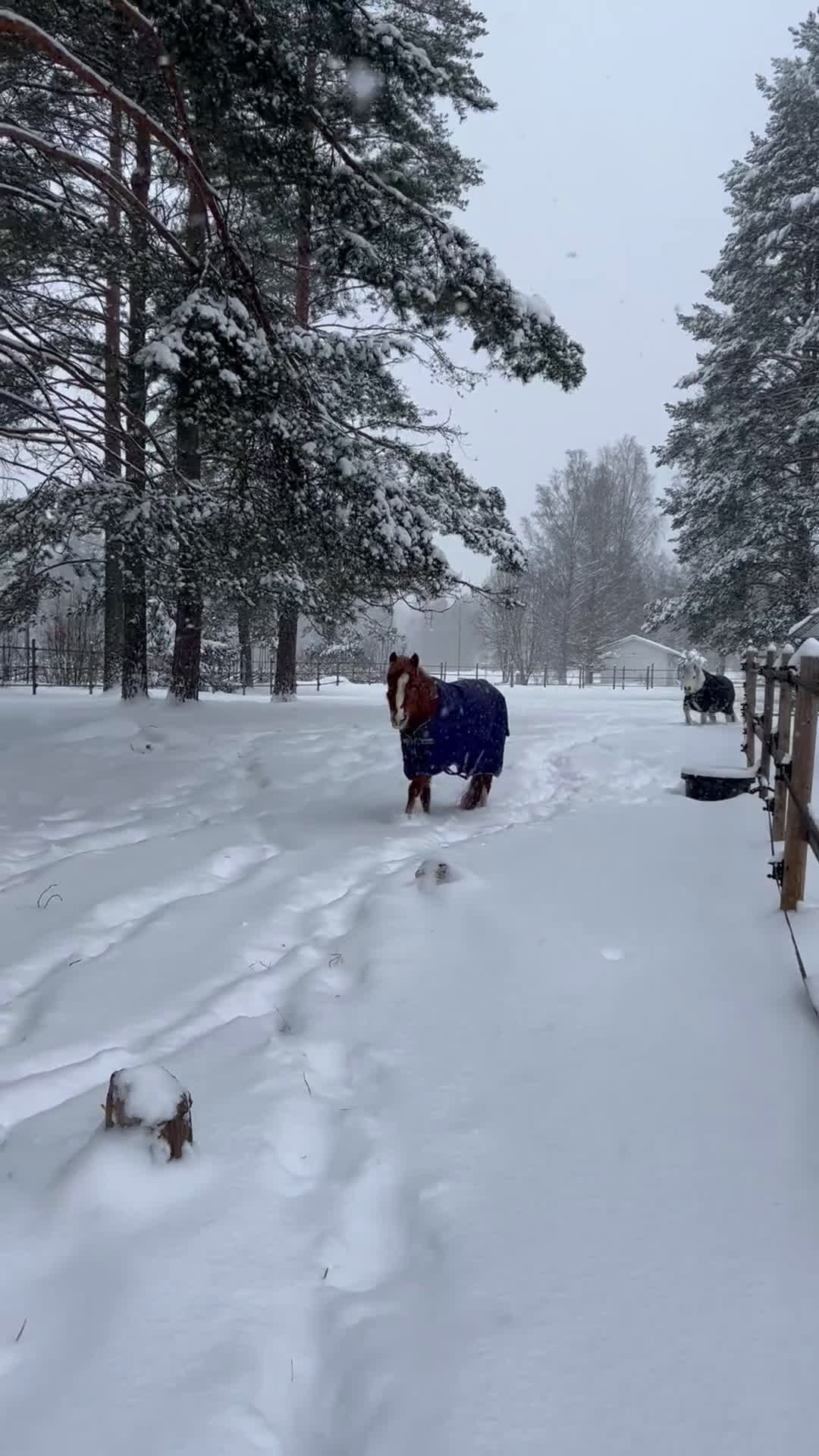 Allround hästar till salu: Sockersött Welsh Mountain sto  - Video 1