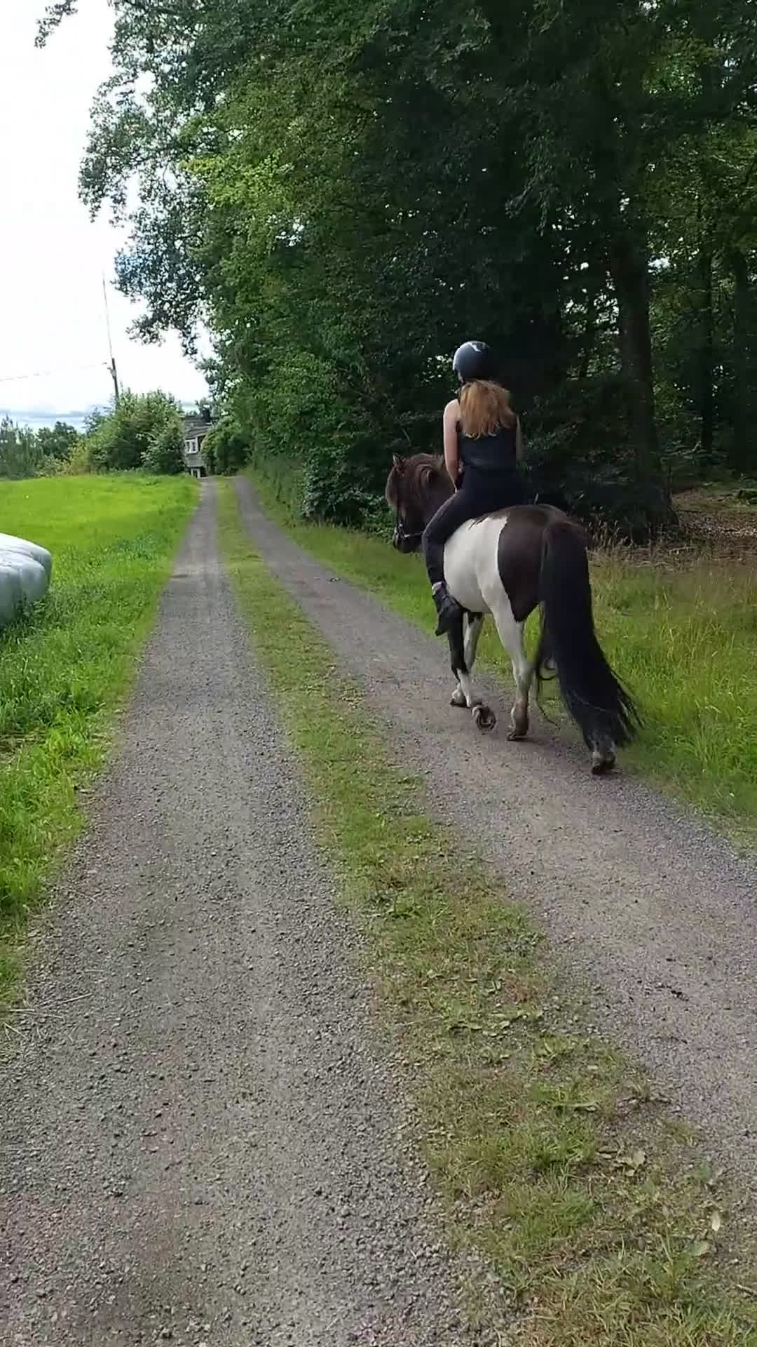 Island hästar till salu: Vacker valack till salu - Video 2