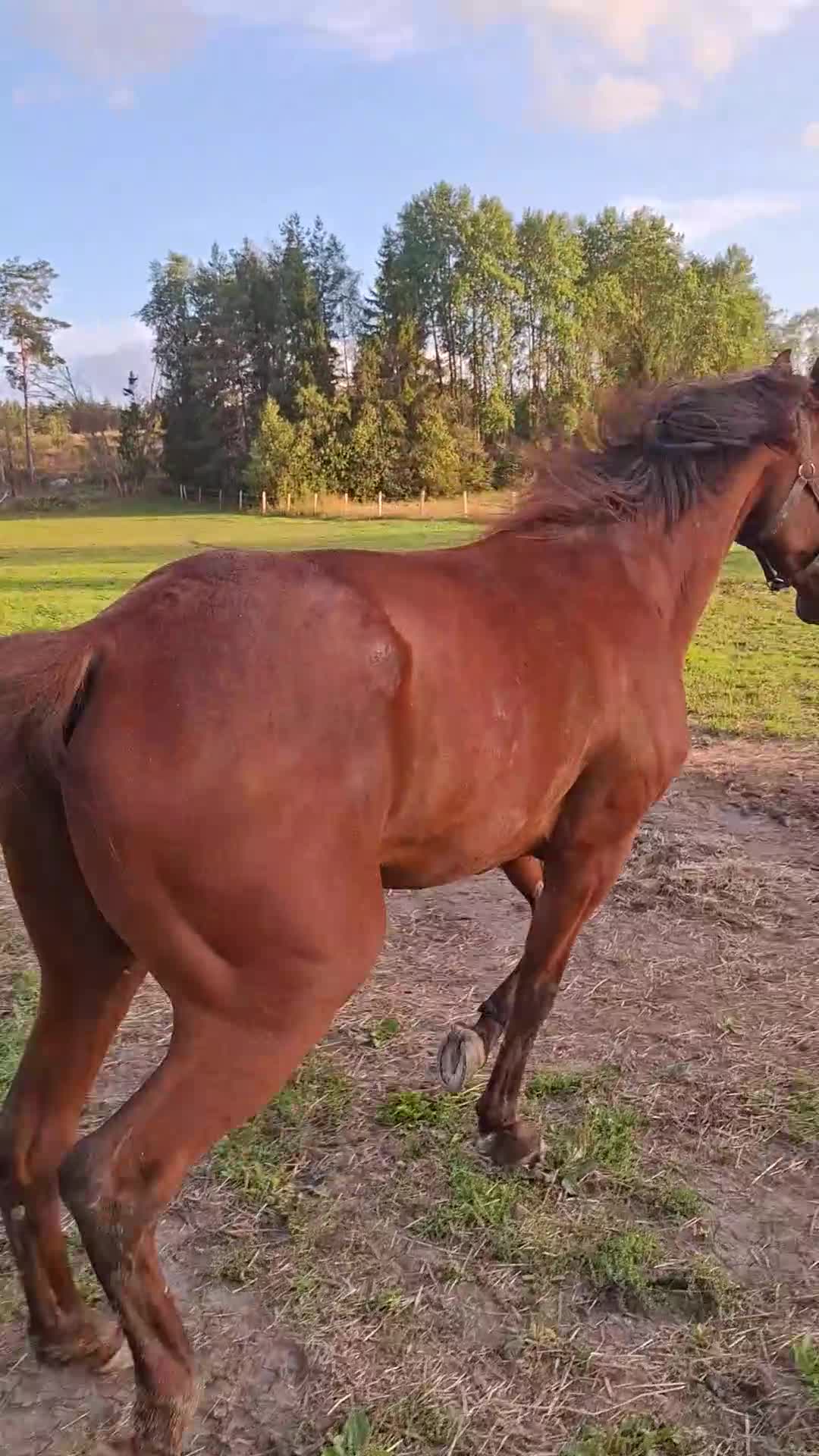 Trav hästar till salu: Snäll travare/rid - Video 2