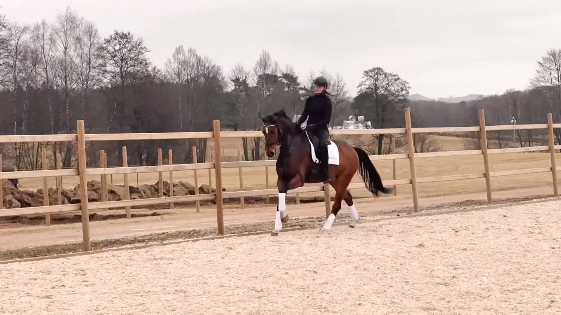 Dressyr hästar till salu: Okomplicerad valack med stor potential  - Video 1