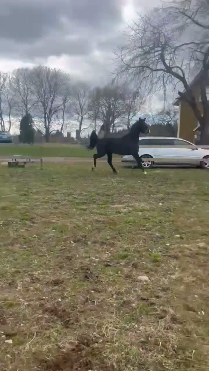 Allround hästar till salu: Flott SWB sto till salu! - Video 2