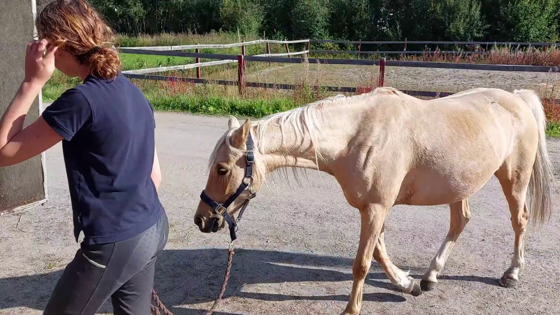 Allround hästar till salu: Elegant och feminin multitalang i Piteå - Video 3