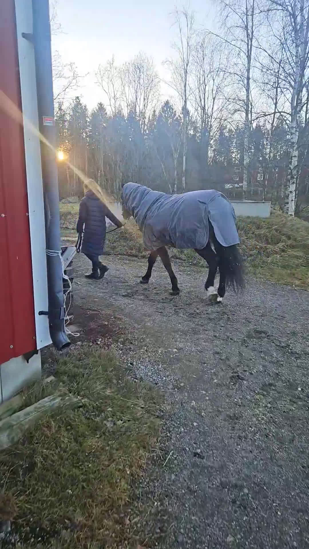 Dressyr hästar till salu: B-ponny med stor potential ⭐️ - Video 2