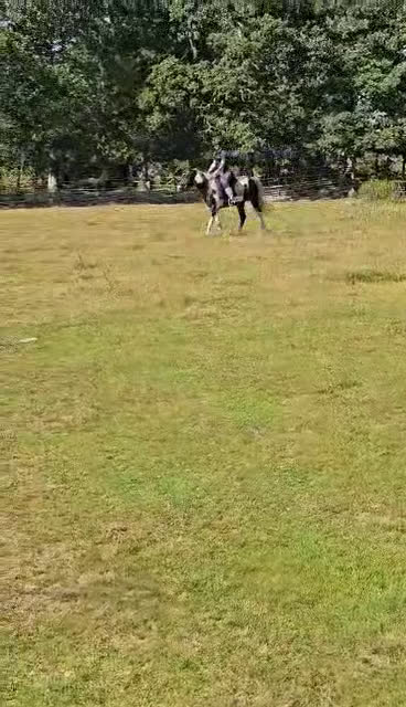 Övrigt hästar till salu:  arabkorsning - Video 4