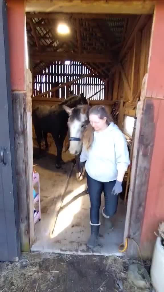 Hoppning hästar till salu: Trevlig välstammad valack! - Video 1