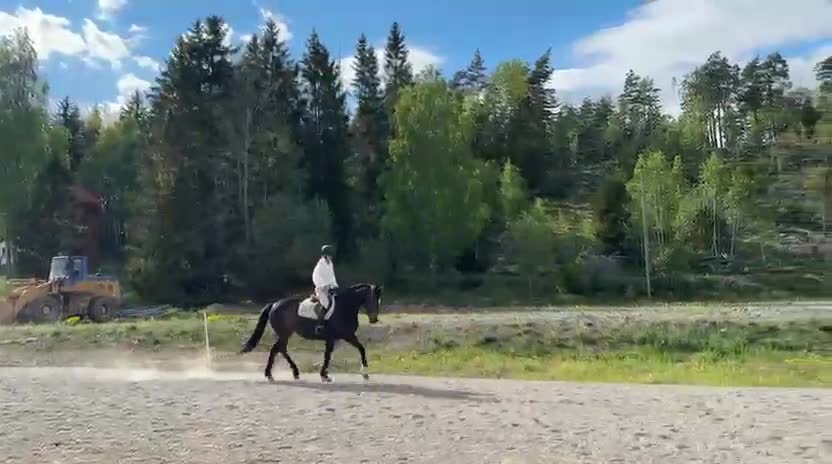 Dressyr hästar till salu: Bästa vän säljes - Video 1