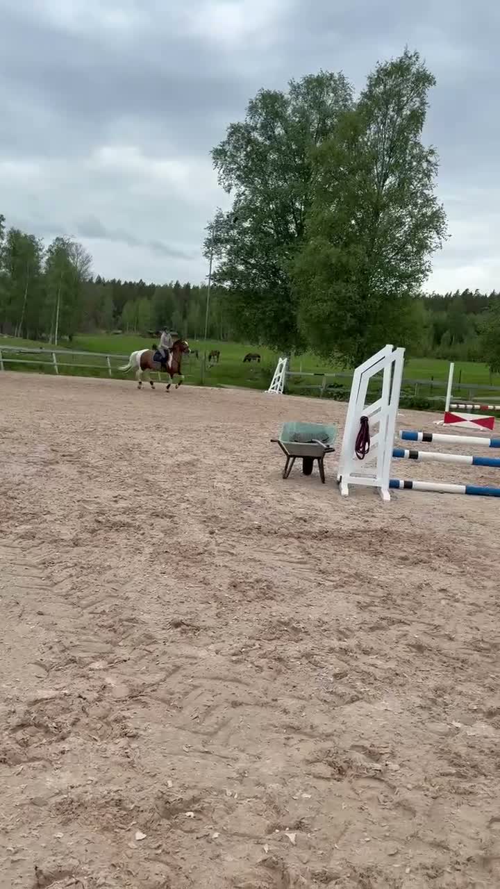 Allround hästar till salu: Rolig allroundhäst!  - Video 2