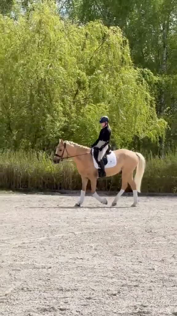 Dressyr hästar till salu: Amazing palomino pony! - Video 1