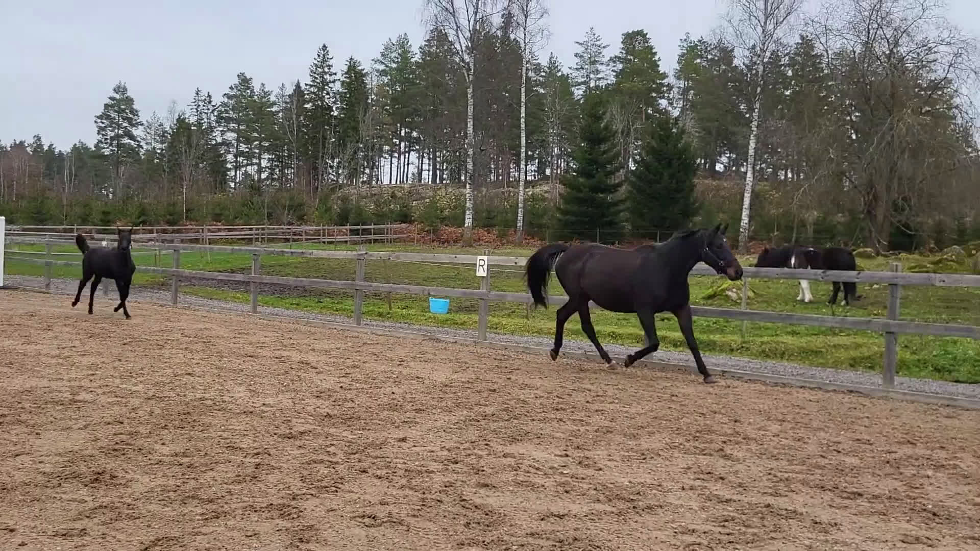 Hoppning hästar till salu: Vacker hingst efter Mr Vain  - Video 1