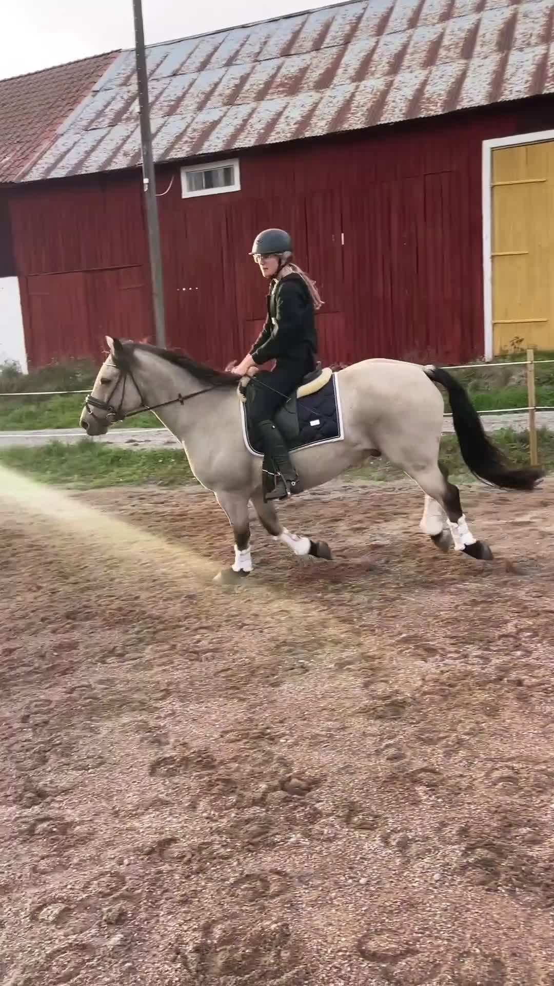 Dressyr hästar till salu: Snällaste Läromästaren Dressyr  - Video 2