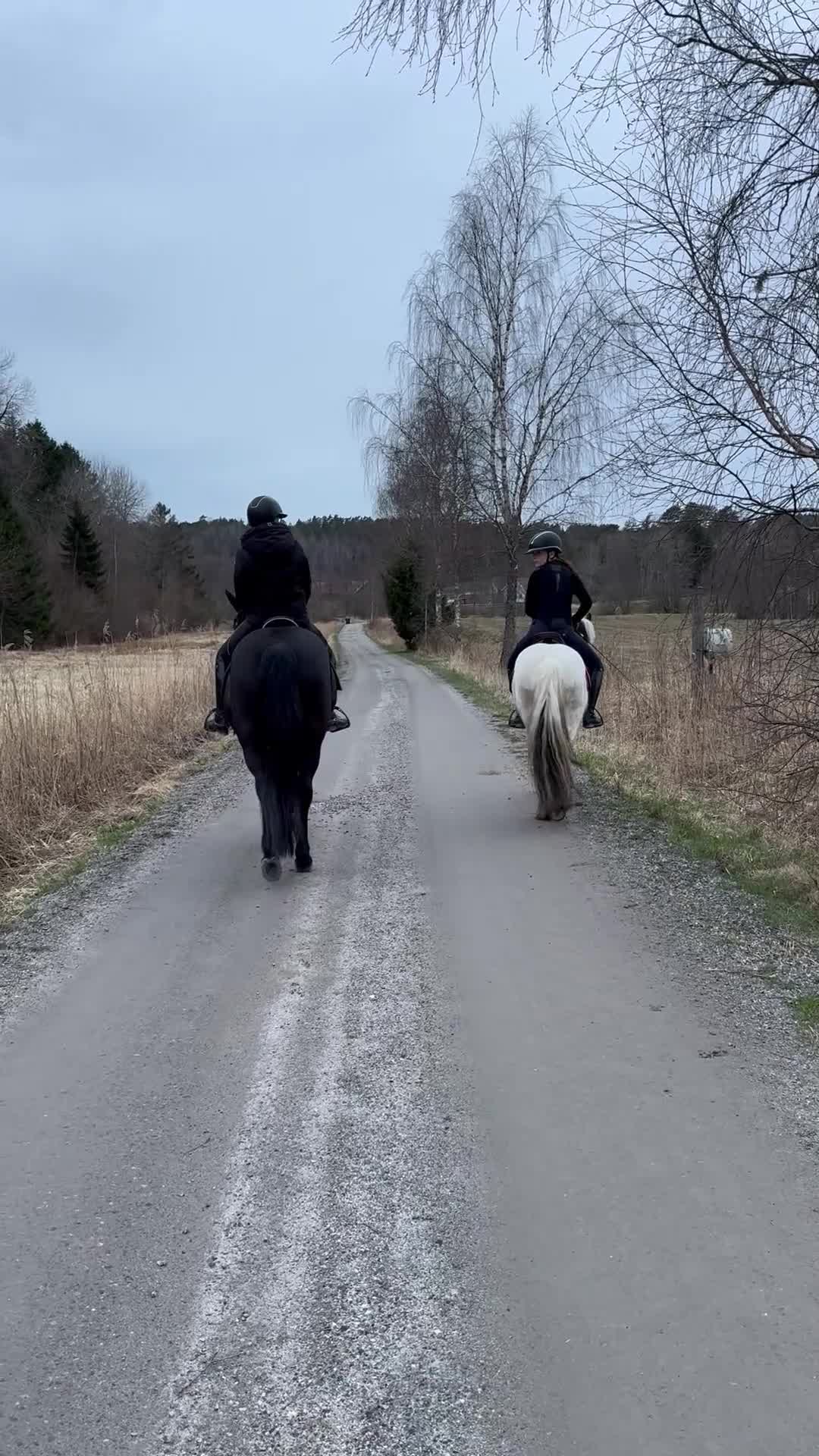 Allround hästar till salu: 🤍 Härlig C ponny f -20🖤 - Video 2