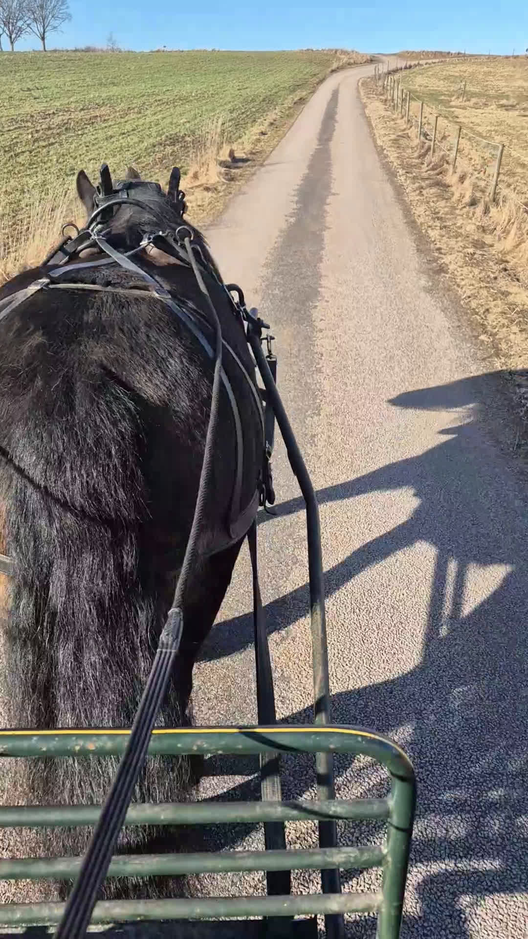 Körning hästar till salu: Nordsvensk körhäst  - Video 1