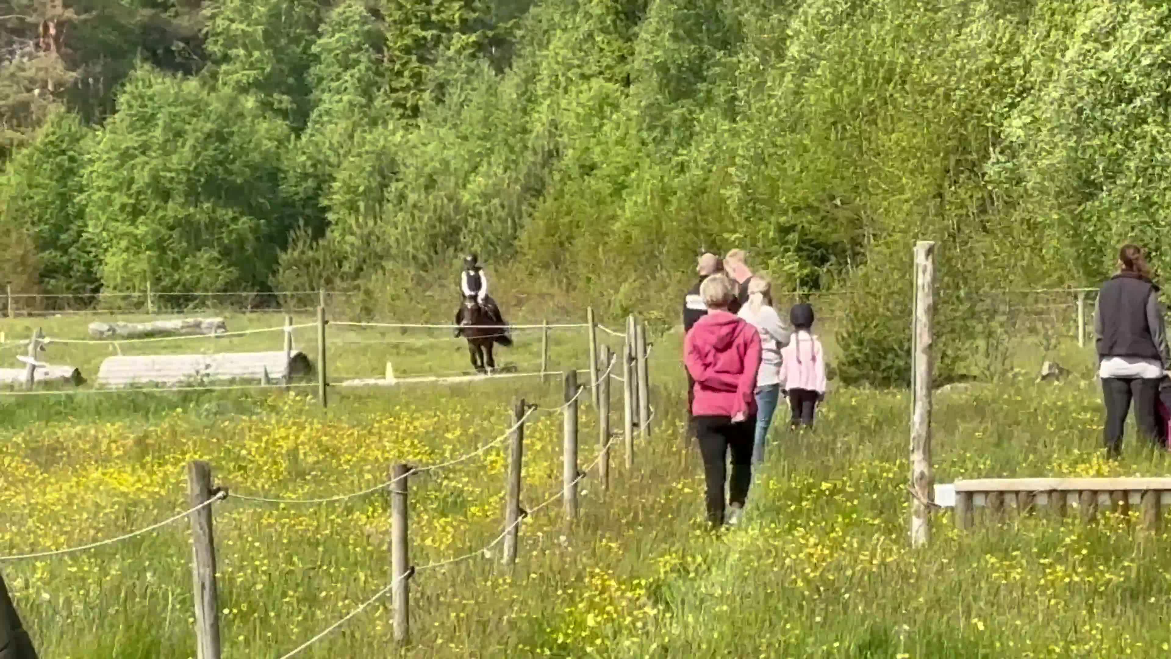 Allround hästar till salu: Trygg och snäll B ponny söker kärleksfullt hem - Video 1