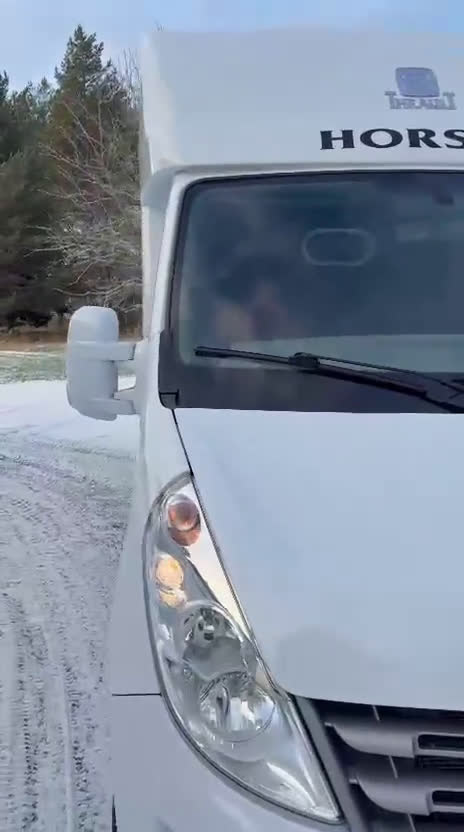 Hästlastbilar  fordon & transport till salu: 5-sitsig Theault Proteo STUTERI hästlastbil  i Stockholm - Video 1