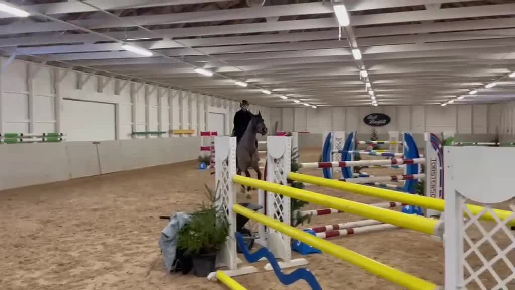 Hoppning hästar till salu: Fint sto säljes förmånligt - Video 2
