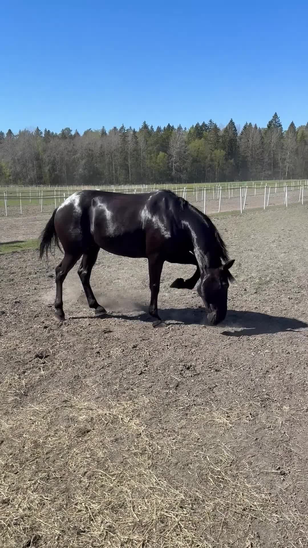 Allround hästar till salu: Fin valack söker erfaret hem  i Stockholm - Video 1