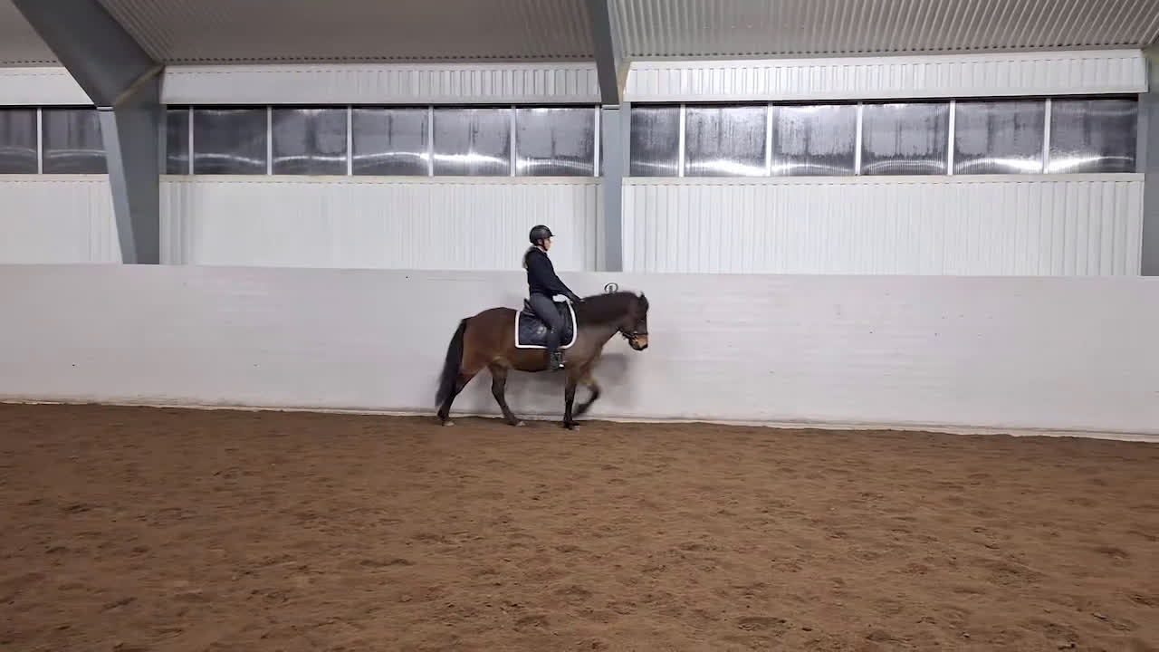 Island hästar till salu: Trevlig inriden 4-åring!   i Karlskoga - Video 2