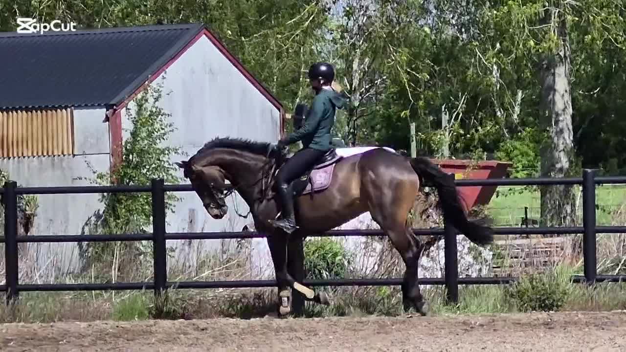 Hoppning hästar till salu: 9 års val ev byte - Video 4