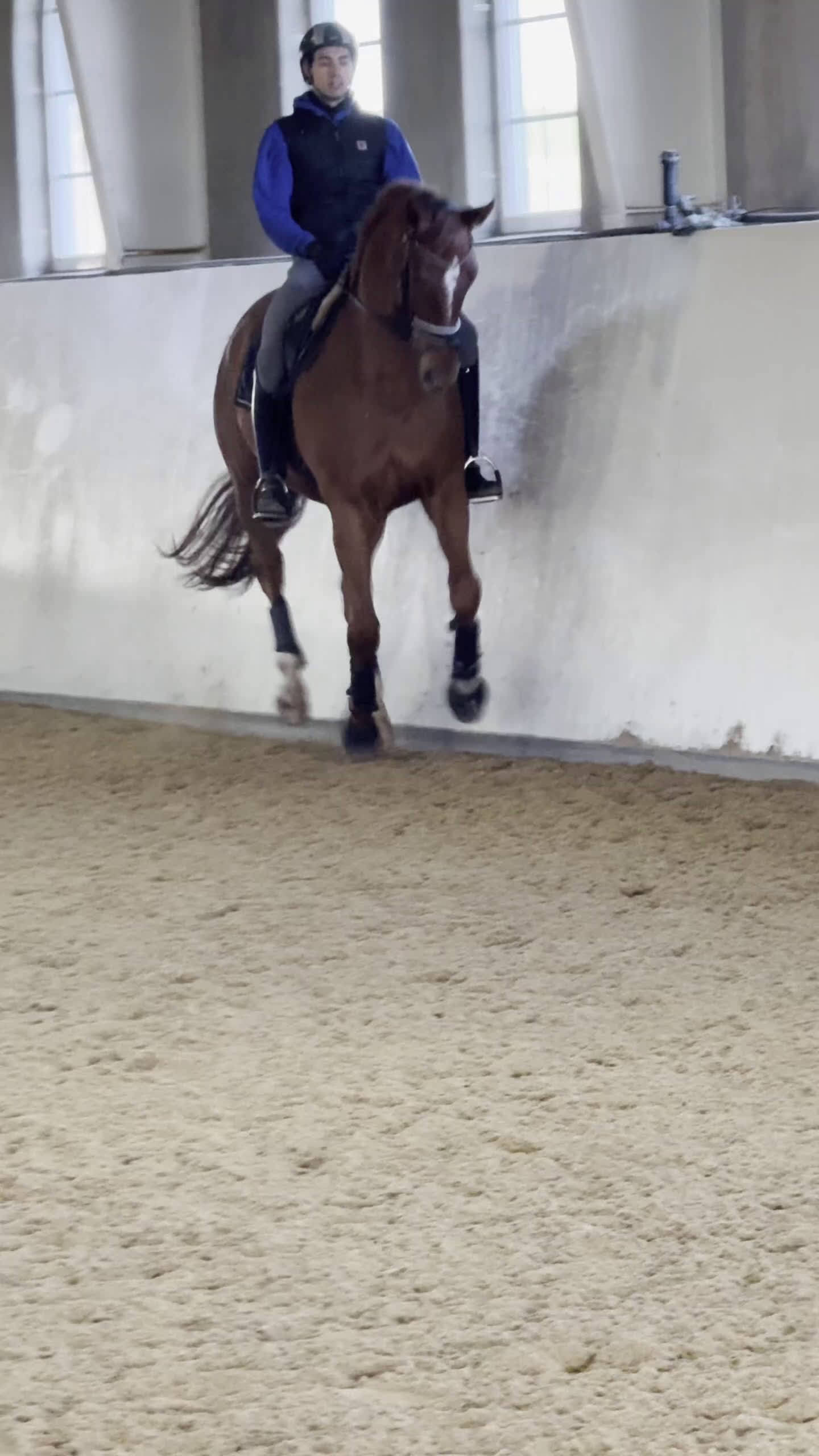 Dressyr hästar till salu: För satsande dressyrryttare  - Video 2