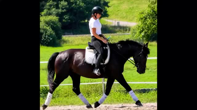 Allround hästar till salu: Silesian Black Princess  - Video 1