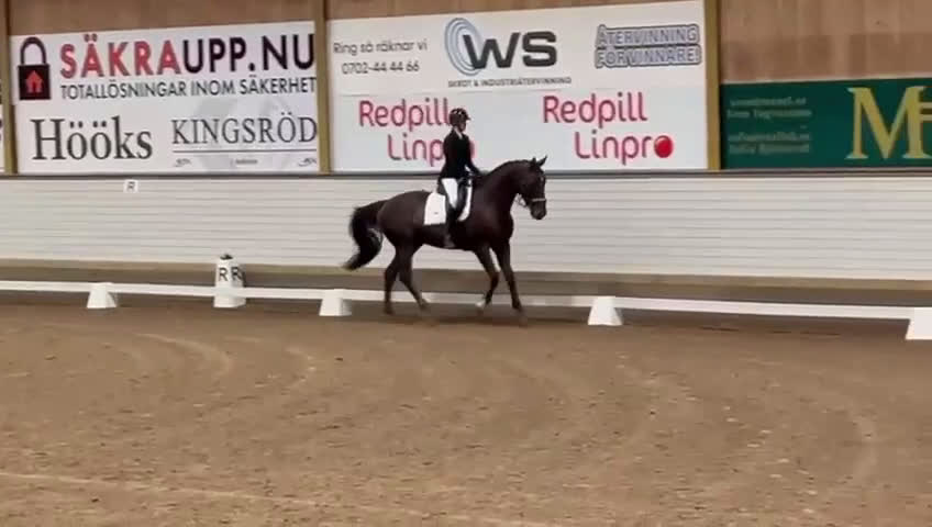 Allround hästar till salu: Trevlig Allroundhäst - Video 1