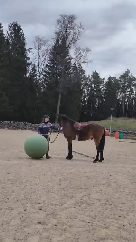 Allround hästar till salu: Charmig kigermustang  - Video 1