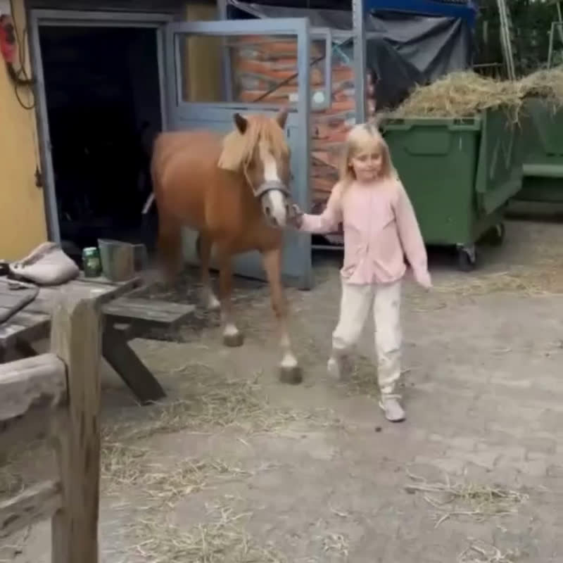 Allround hästar till salu: Vacker och lättlärd ponny till salu - Video 1