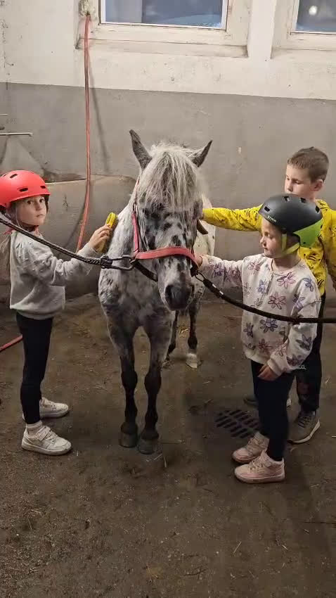 Hoppning hästar till salu: Jumping pony with special color i Ystad - Video 2