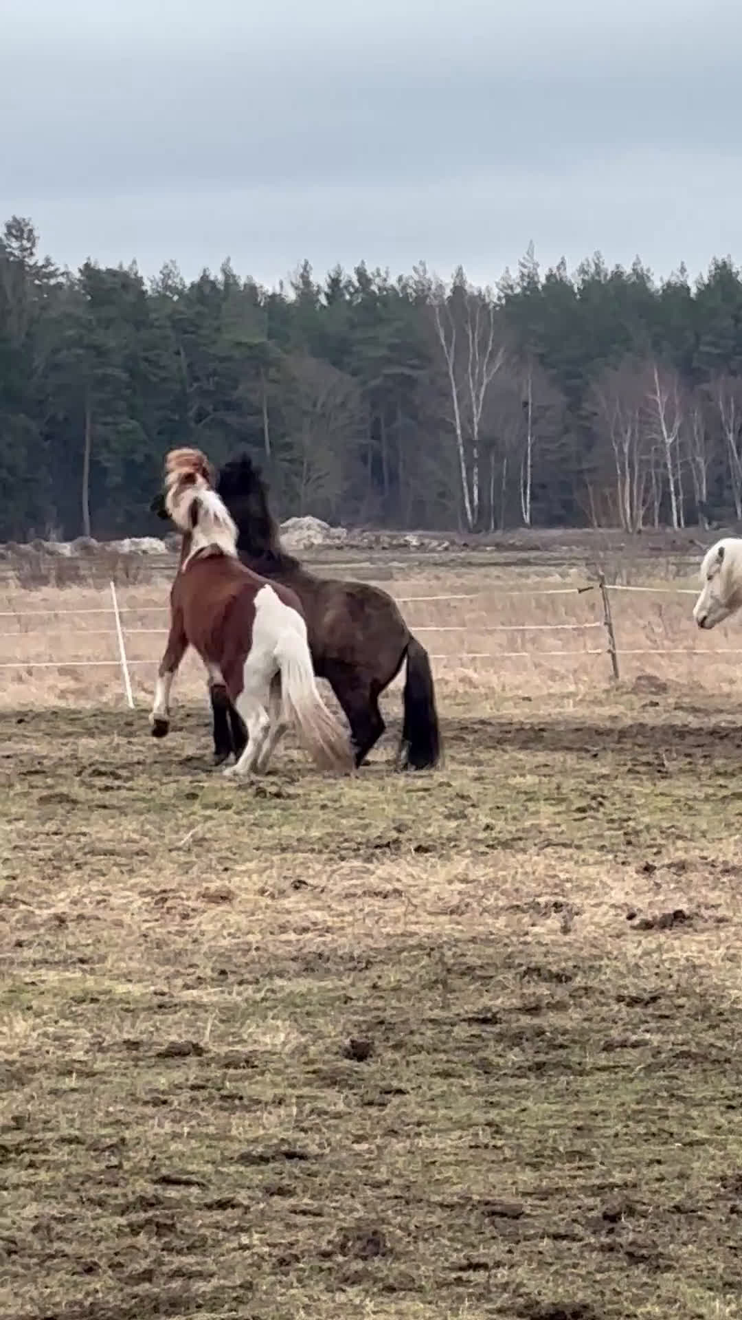 Island hästar till salu: Lovande unghäst med stor potential i Visby - Video 1