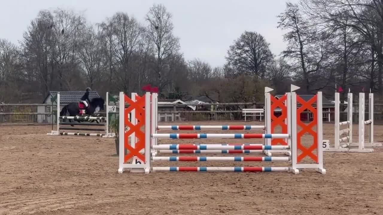 Hoppning hästar till salu: En riktig drömponny - Video 2