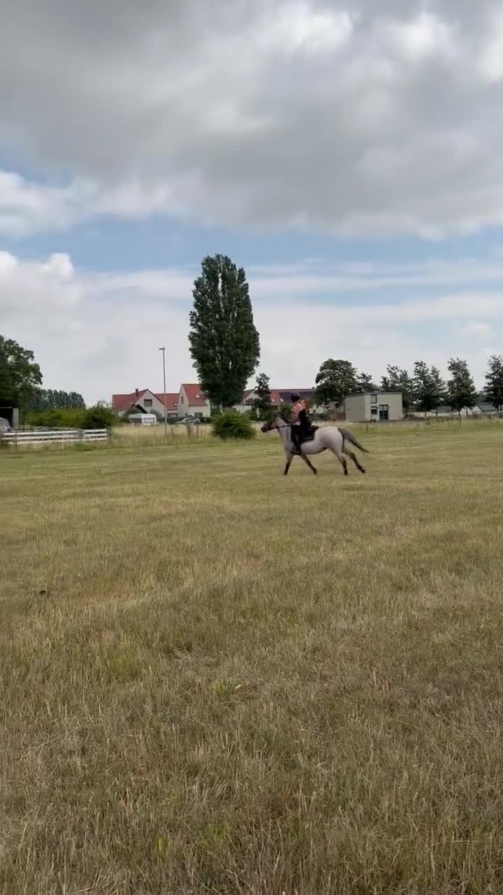 Allround hästar till salu: Lovande ungponny  - Video 1