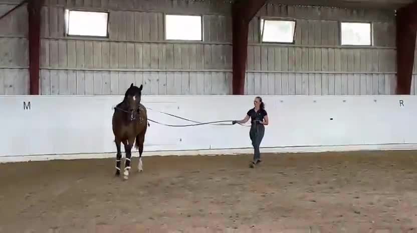 Dressyr hästar till salu: Lovande 6-åring med toppstam och fint temperament - Video 2