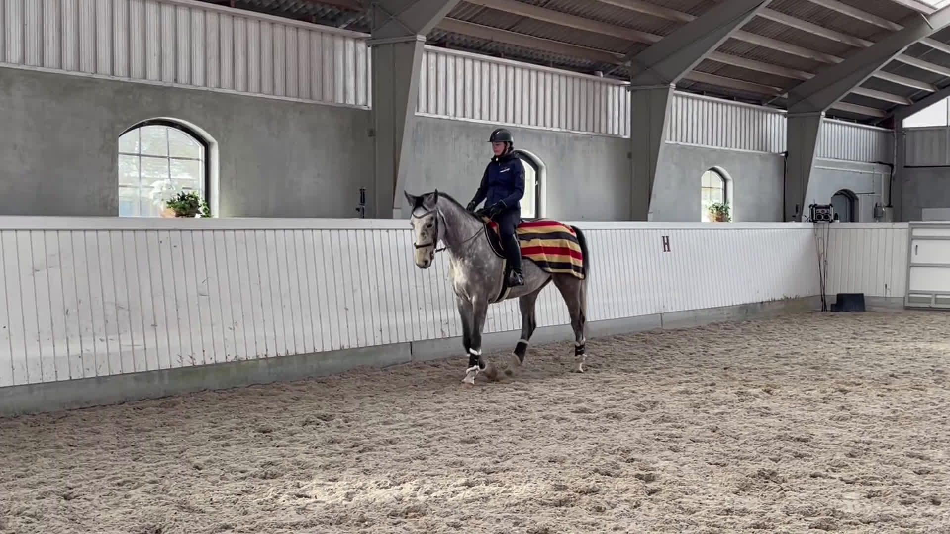 Allround hästar till salu: SWB valack - Video 1