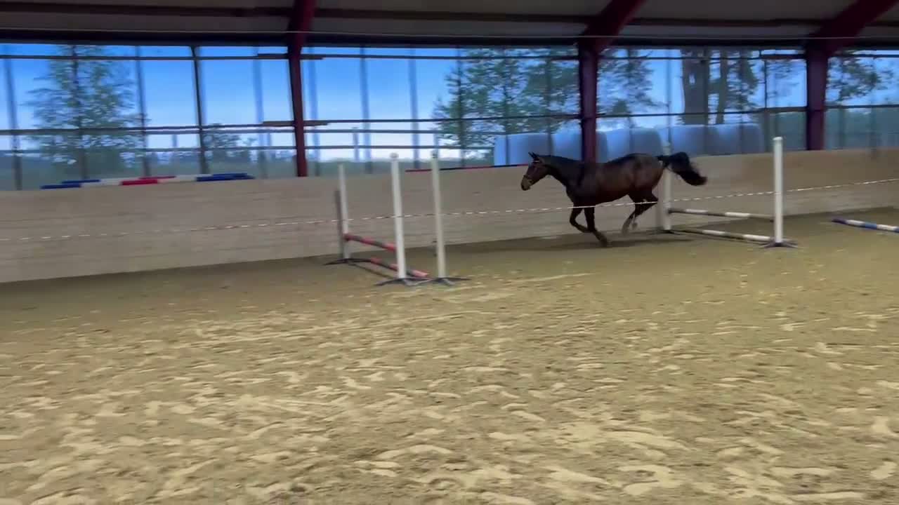 Hoppning hästar till salu: El Barone - Cardento - Irco Marco - Video 4